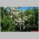 pyracantha en fleurs.jpg